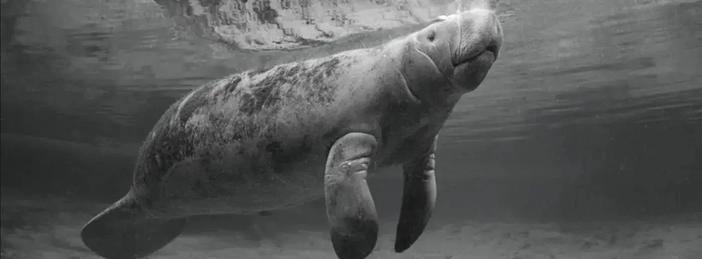 Teek-Paal-Kó-manatee-Mayan-mythology